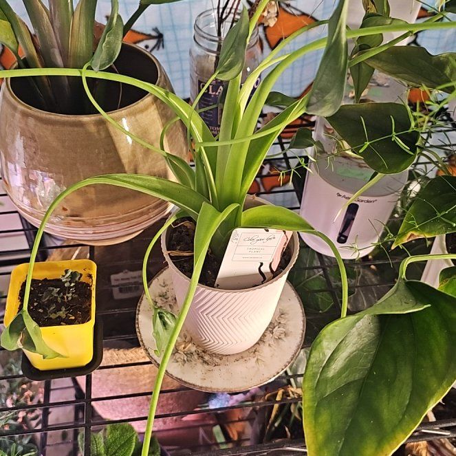 Photo of the plant species Anthurium by @JadeWillows named Harmony on Greg, the plant care app
