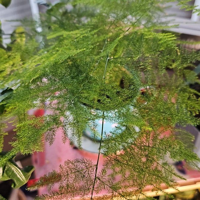 Photo of the plant species Ming Fern by @JadeWillows named Huckleberry on Greg, the plant care app