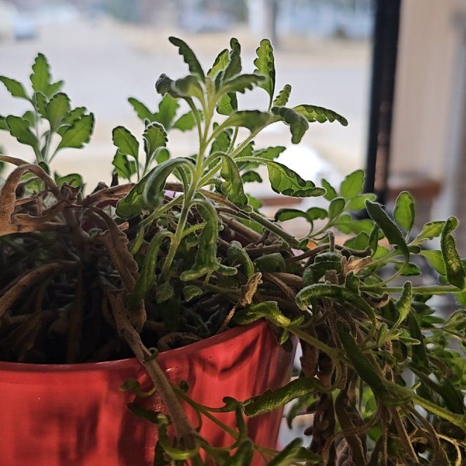 Photo of the plant species Munstead Lavender by @JadeWillows named Selena on Greg, the plant care app