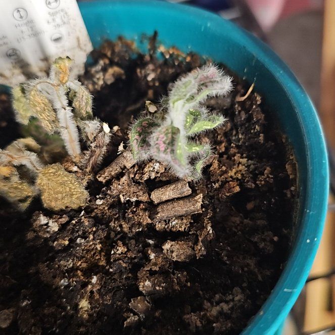 Photo of the plant species Polka Dot Plant 'Rose Splash' by @JadeWillows named Kylie on Greg, the plant care app