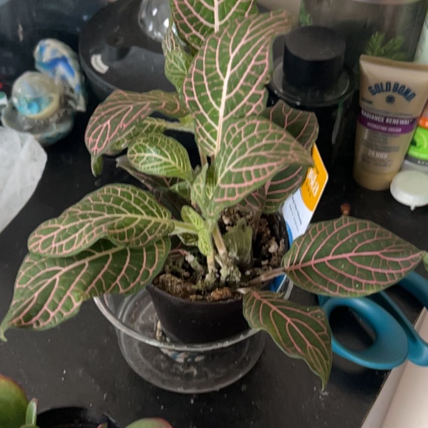 Photo of the plant species Red Vein Fittonia by @FamedPignut78 named Captain Plant-it on Greg, the plant care app