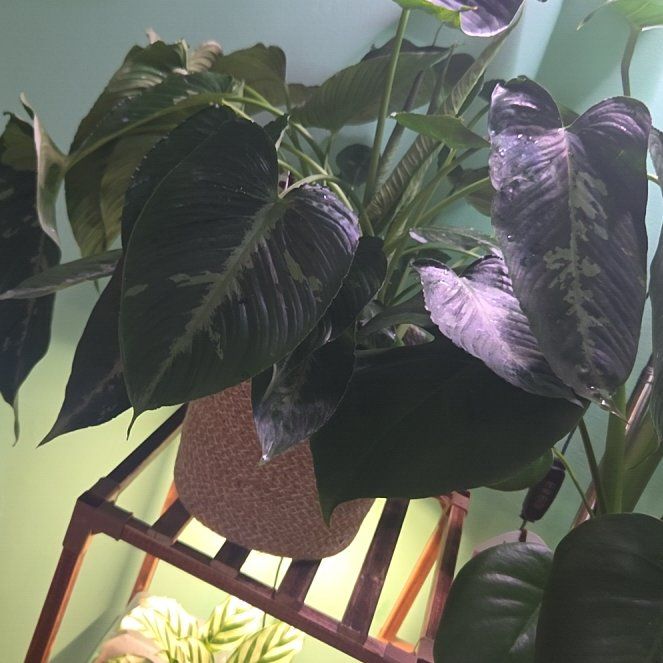 Photo of the plant species Schismatoglottis wallichii by @FullLeadplant93 named Denali on Greg, the plant care app