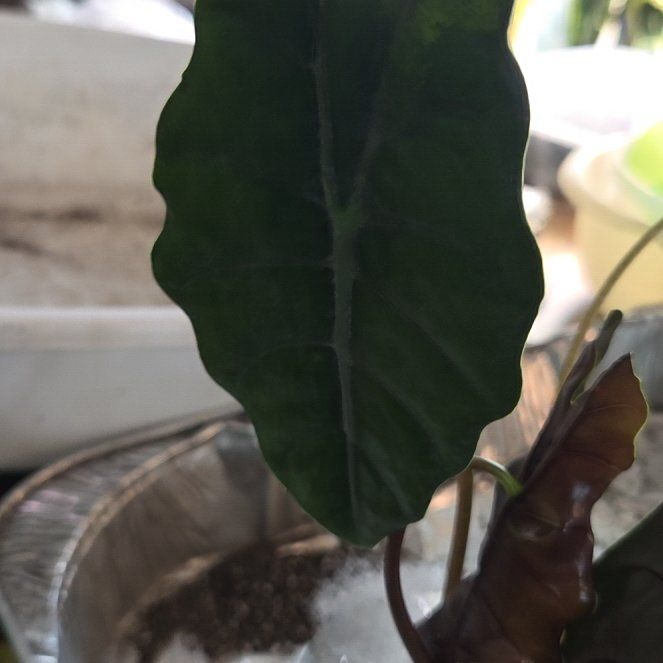 Photo of the plant species Alocasia 'Chantrieri' by @FullLeadplant93 named Remington on Greg, the plant care app