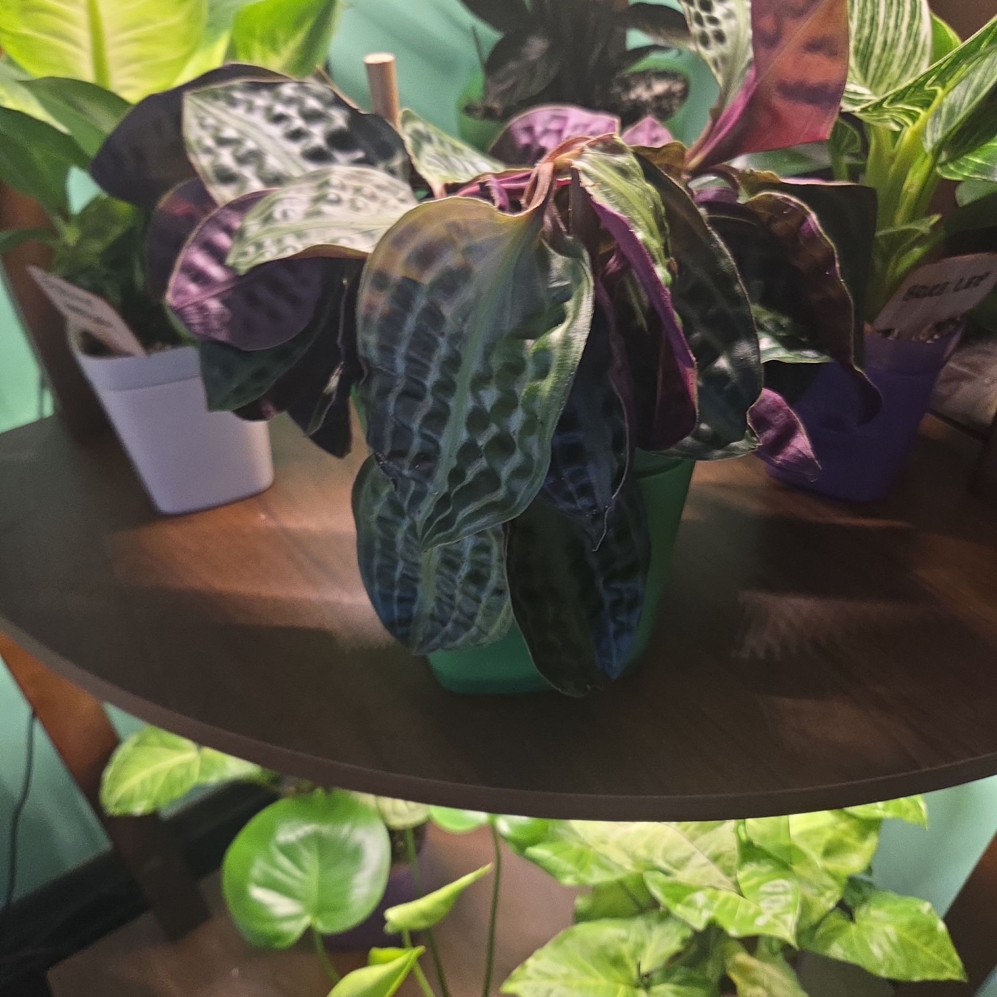 Photo of the plant species Jungle diva 'Roxie' by @FullLeadplant93 named Nithin on Greg, the plant care app