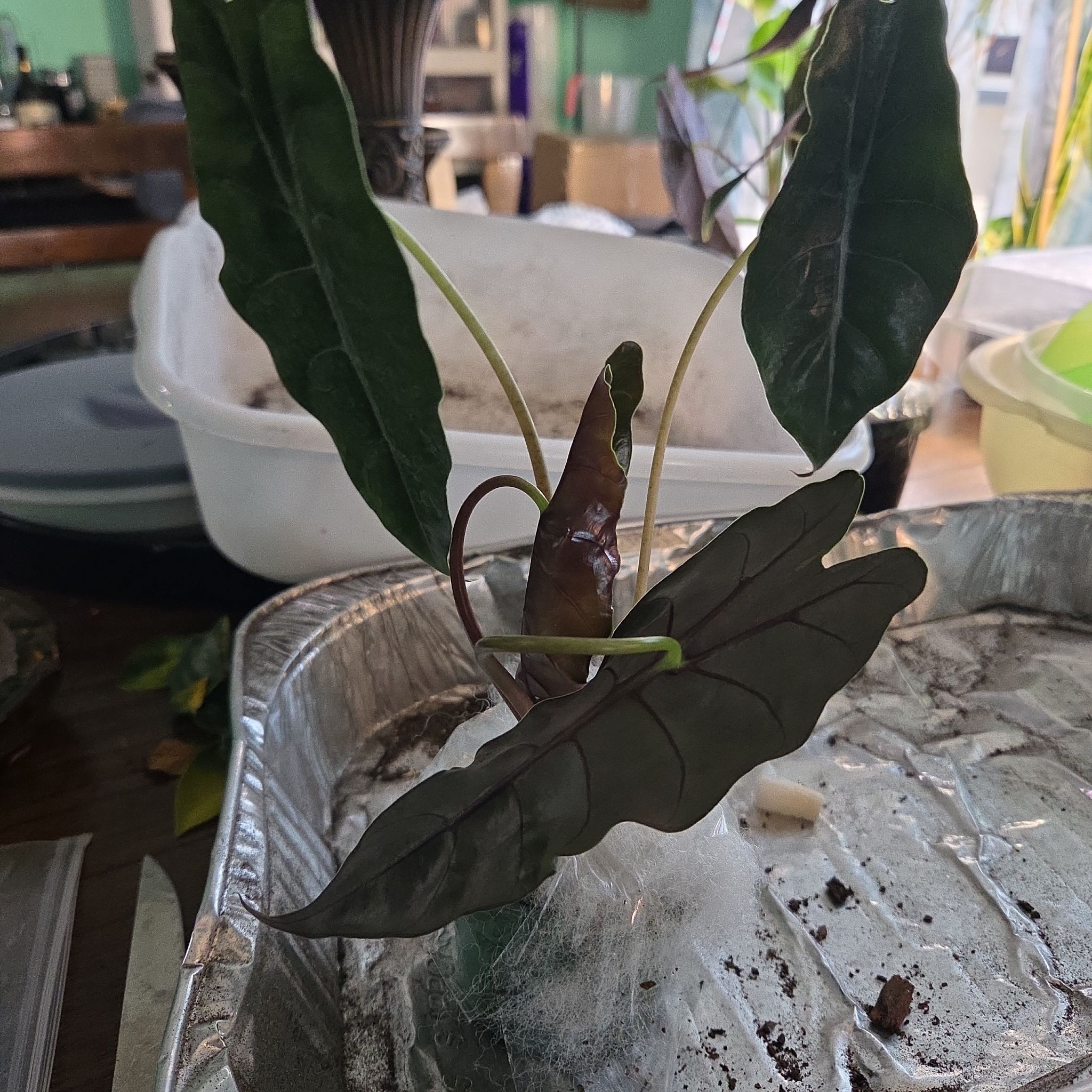 Photo of the plant species Alocasia 'Chantrieri' by @FullLeadplant93 named Muhammad Ali on Greg, the plant care app