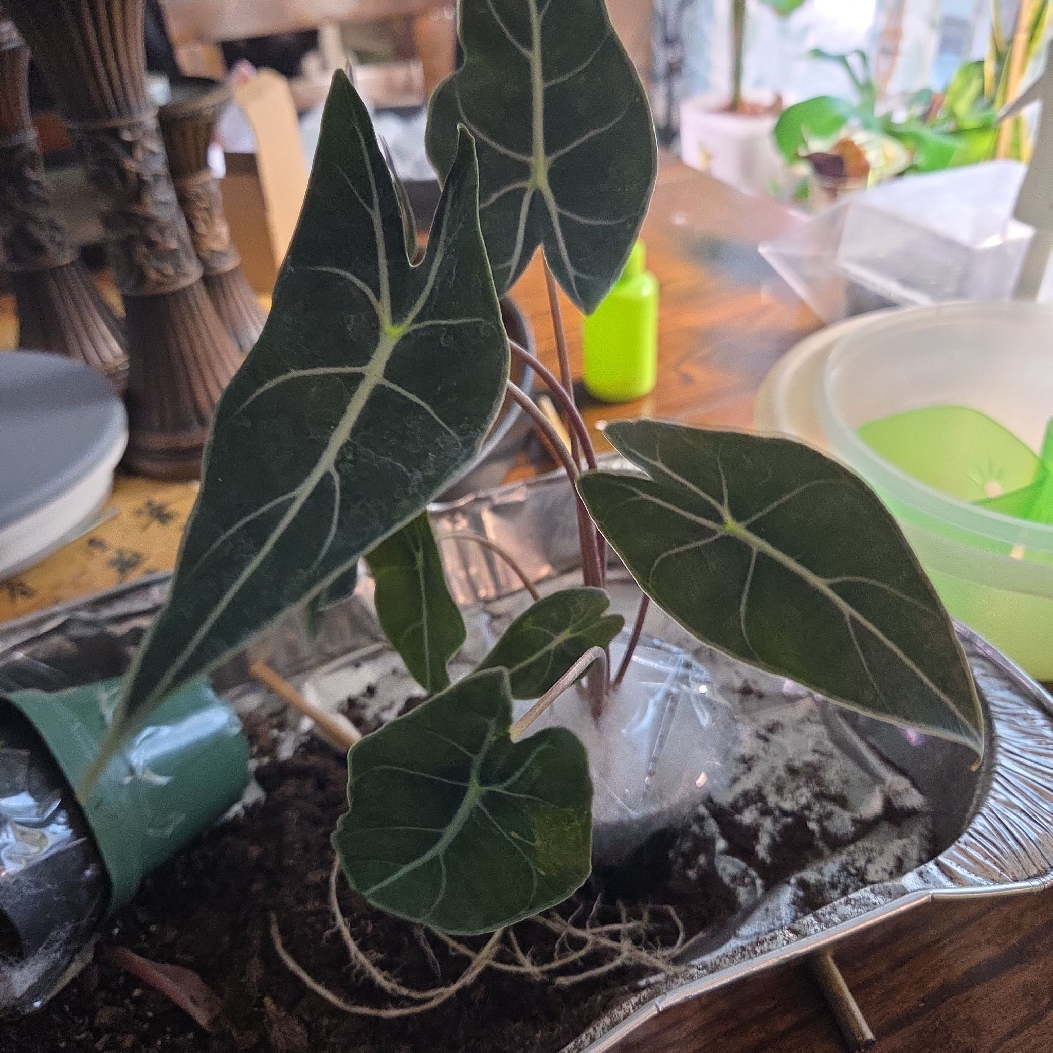 Photo of the plant species Dragon Tooth Alocasia by @FullLeadplant93 named Marley on Greg, the plant care app