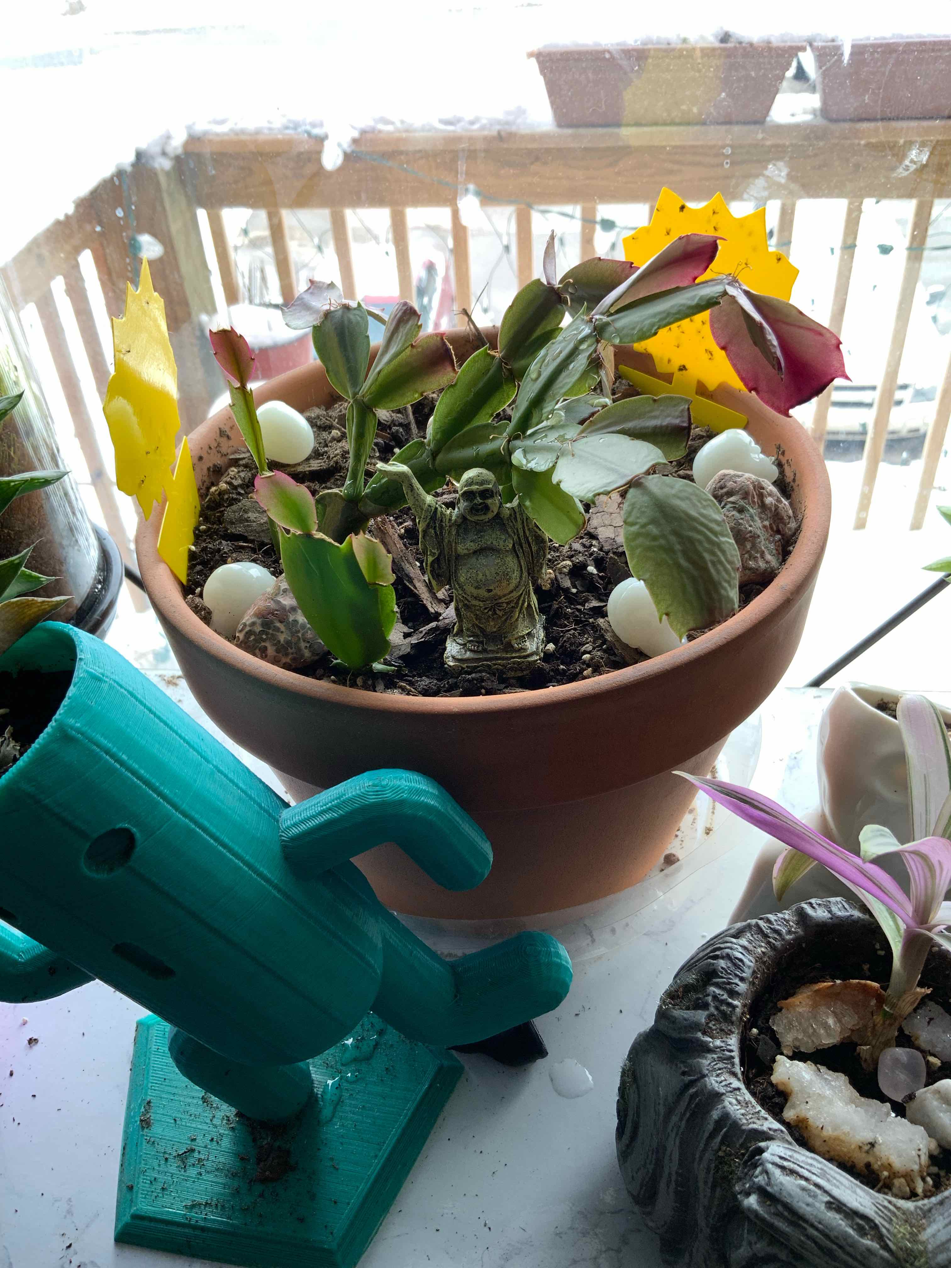 False Christmas Cactus plant photo by @EsperAqua named Determined Boi on Greg, the plant care app.