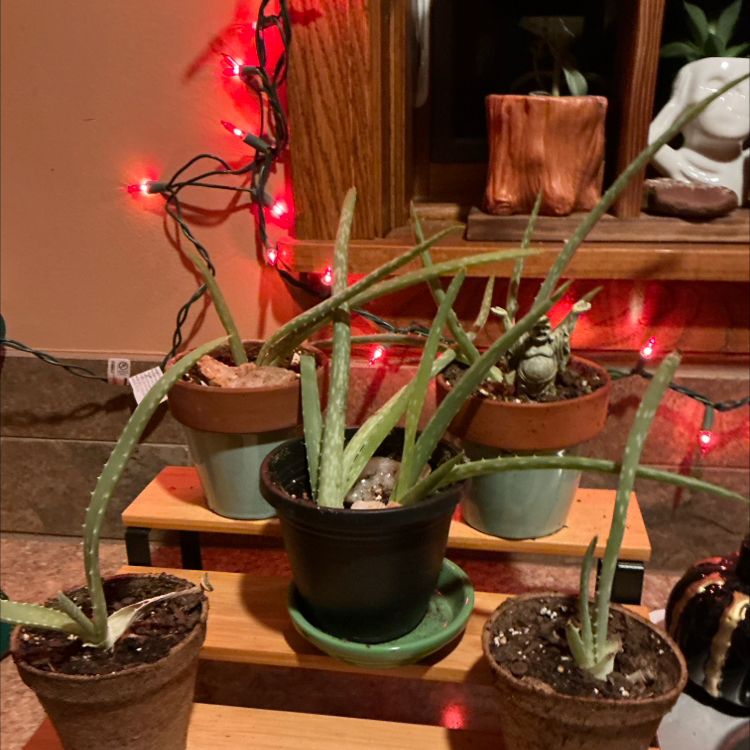 Aloe vera plant photo by @EsperAqua named Spiky Boi on Greg, the plant care app.