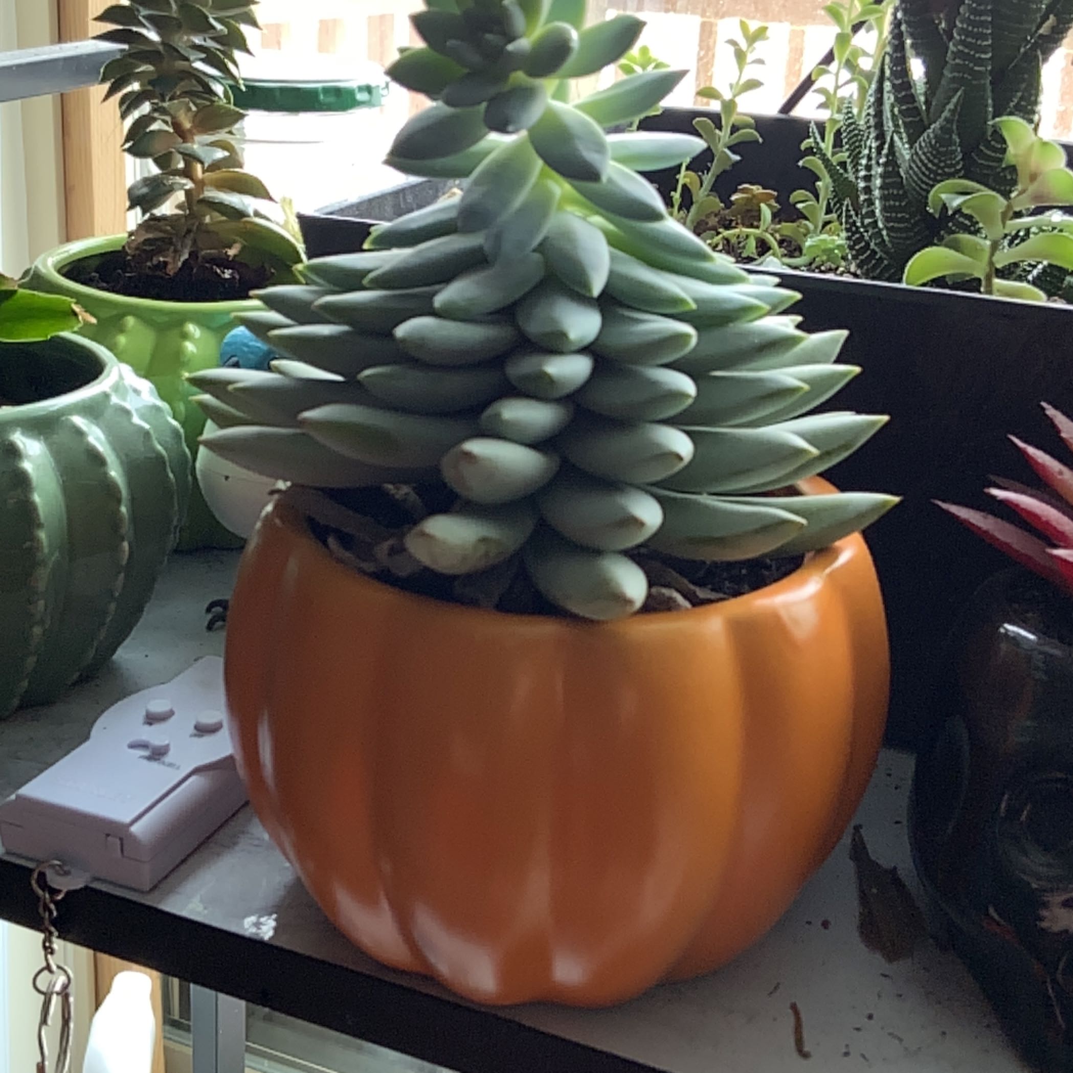 Pachyphytum 'Moon Silver' succulent in an orange pot, healthy and well-framed.