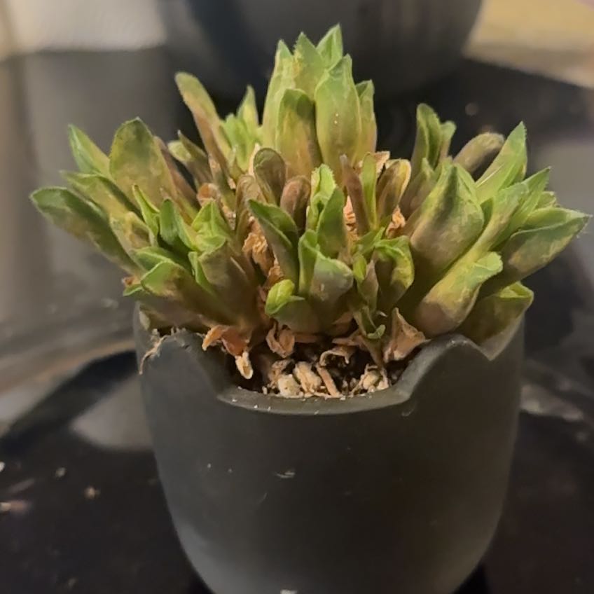 Photo of the plant species Haworthia emelyae by @BigApple71 named Daphne on Greg, the plant care app
