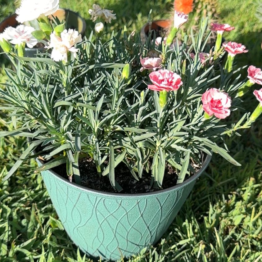 Photo of the plant species Border Carnation by @Lynnae426 named Dax on Greg, the plant care app