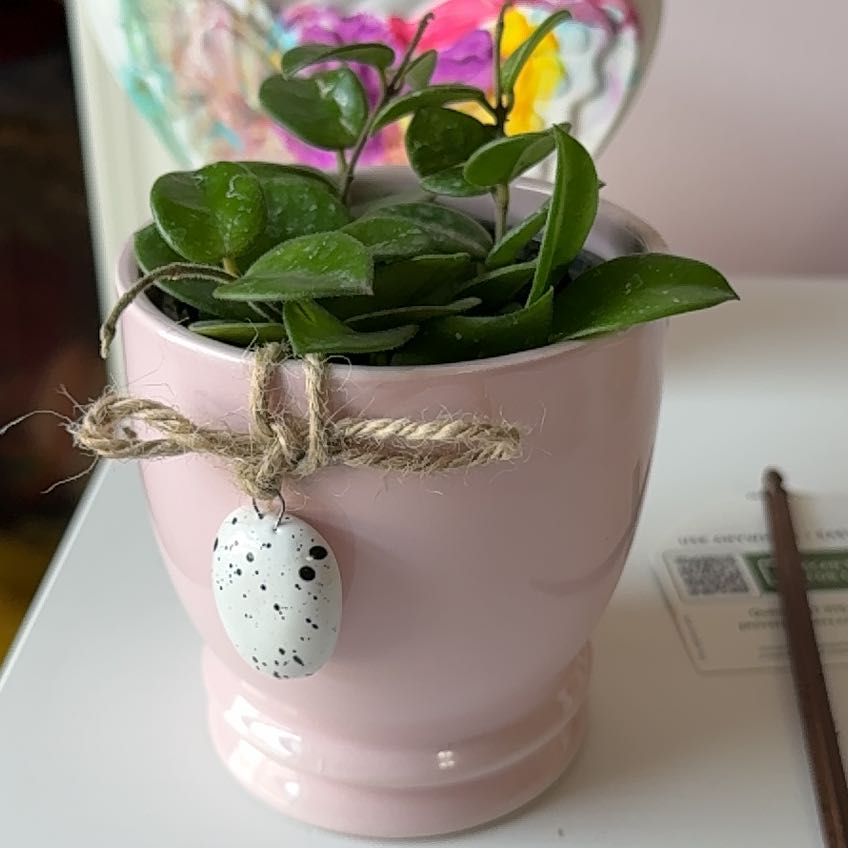 Photo of the plant species Hoya Hybrid by @Julieeemariah named Grasshopper on Greg, the plant care app