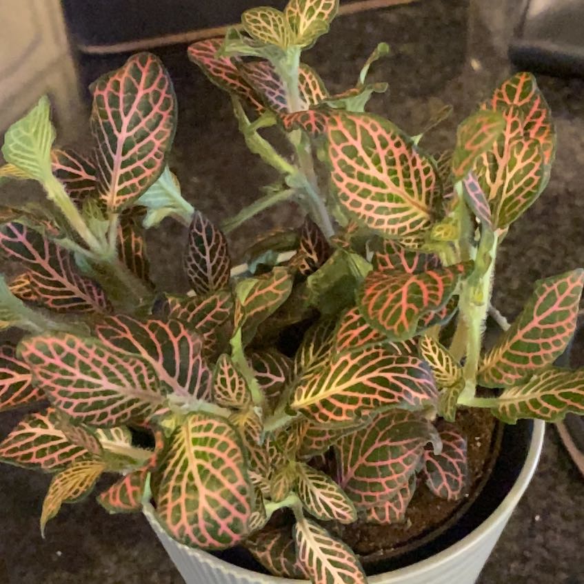Photo of the plant species Pink Angel by @TryDovetree67 named Figyonce on Greg, the plant care app