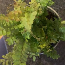 Photo of the plant species Rosy Maidenhair Fern by @TryDovetree67 named Queen on Greg, the plant care app