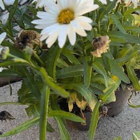 Photo of the plant species Max Chrysanthemum by @WelefulOmnom25 named Delilah on Greg, the plant care app
