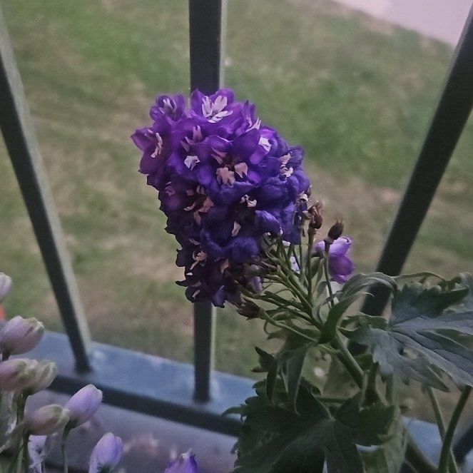 Photo of the plant species Candle Larkspur by @ZippyAvocado95 named McKinley on Greg, the plant care app