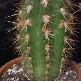 Photo of the plant species Old Man of the Andes by @AlertRosebush named Elle on Greg, the plant care app
