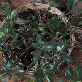 Photo of the plant species Miniature Gardenia by @DirectVetiver39 named Zion on Greg, the plant care app