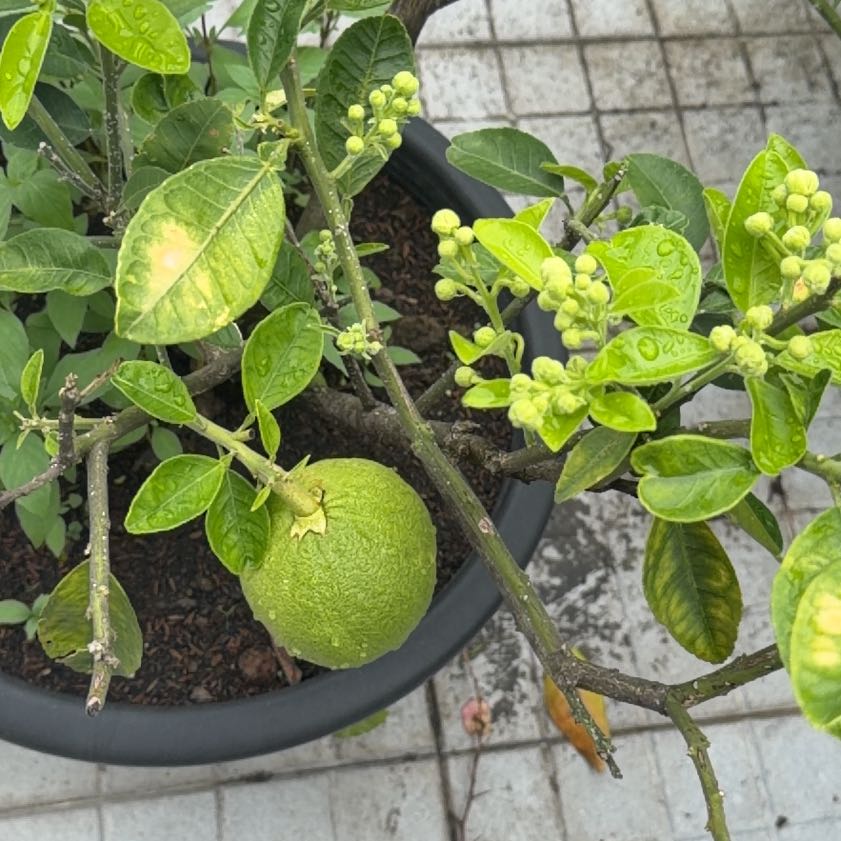 Photo of the plant species Crepe Jasmine by @PerkyLungwort62 named Messi on Greg, the plant care app