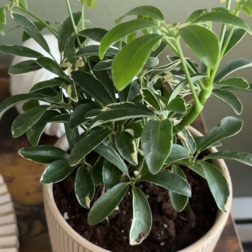 Photo of the plant species Moondrop Schefflera by @PrinceRubyball1 named Sonora on Greg, the plant care app