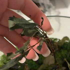 Photo of the plant species Curled Pondweed by @Plantlover8 named Elina on Greg, the plant care app