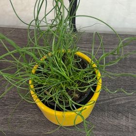 Photo of the plant species Corkscrew rush by @DaintyWolfsmilk named Fernie Mercury on Greg, the plant care app