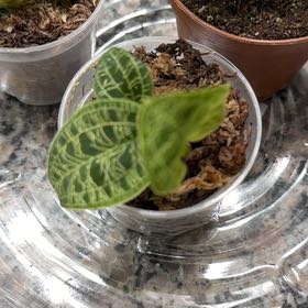 Photo of the plant species Lightning Bolt Jewel Orchid by @DaintyWolfsmilk named Sigmund on Greg, the plant care app