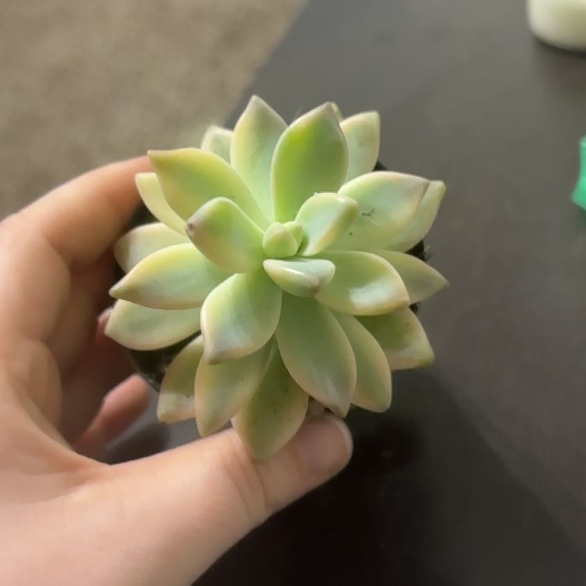 Photo of the plant species Graptopetalum paraguayense 'Jester' by @CleverRosebush4 named Dax on Greg, the plant care app