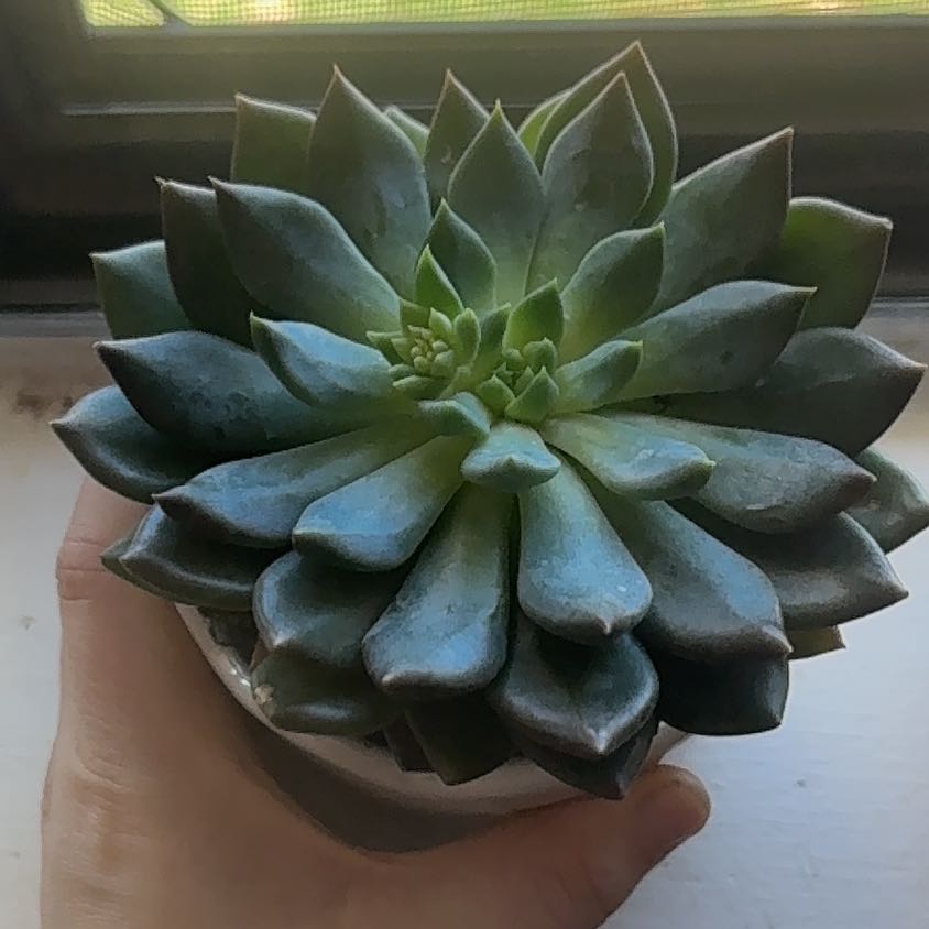 Photo of the plant species Sedeveria 'Dark Elf' by @CleverRosebush4 named Osmo on Greg, the plant care app