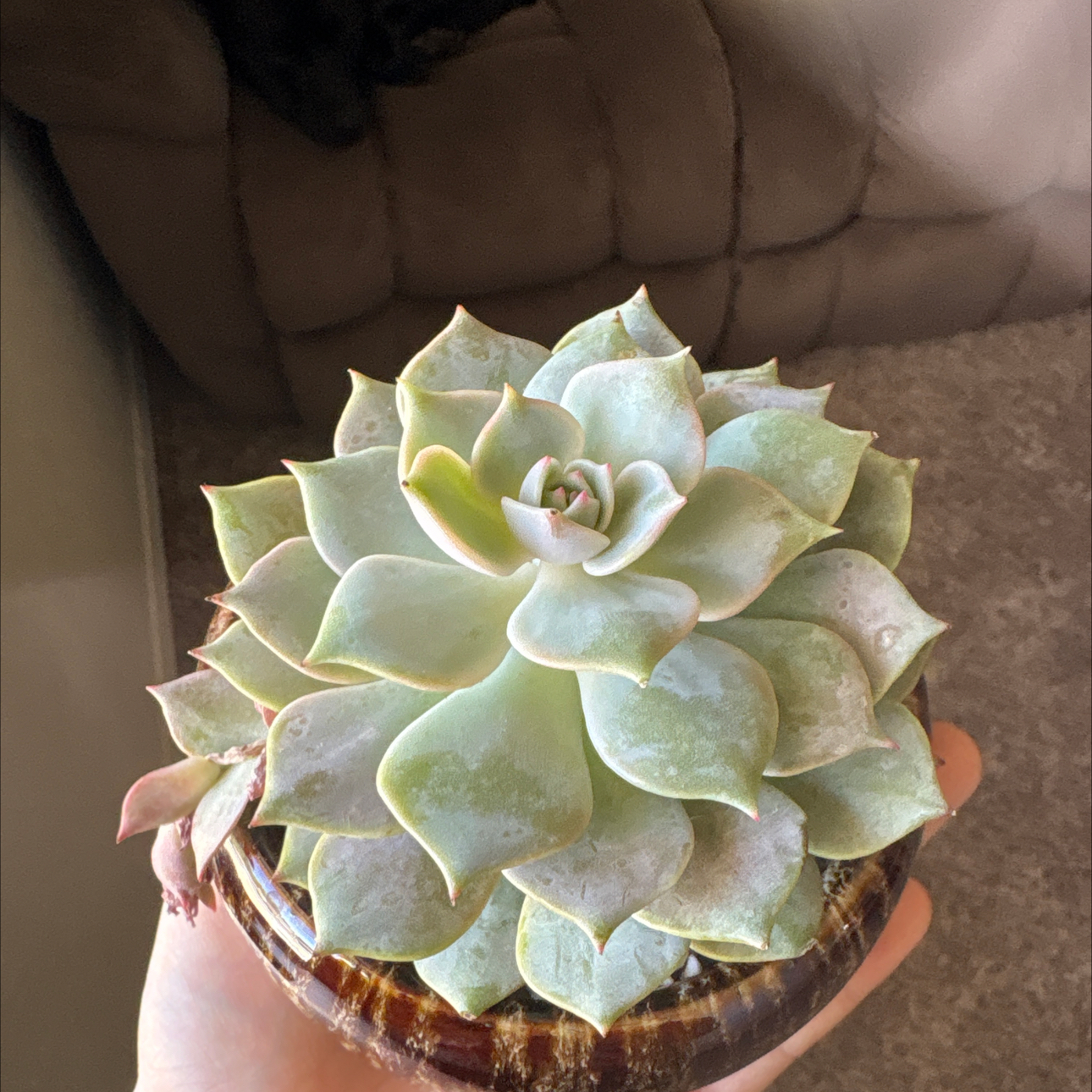Photo of the plant species Angel Kissed by @CleverRosebush4 named Sage on Greg, the plant care app