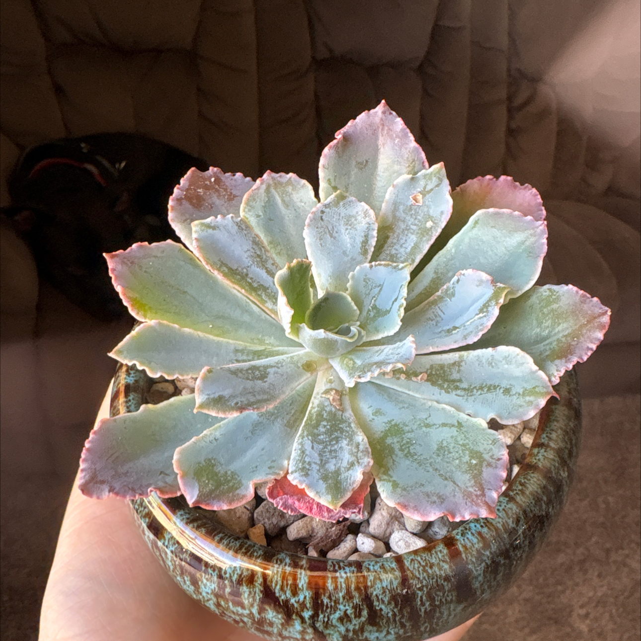Photo of the plant species Succulent by @CleverRosebush4 named Emerson on Greg, the plant care app