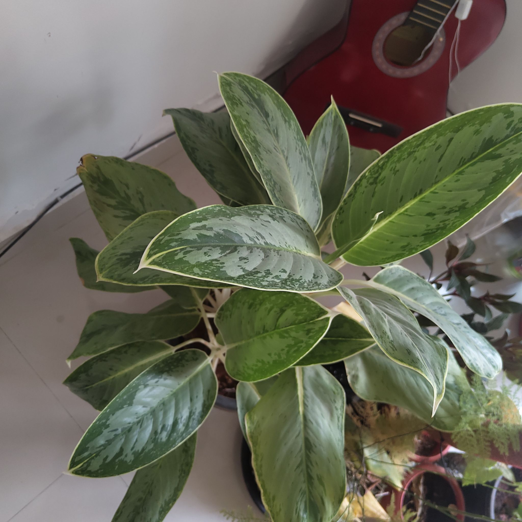 Photo of the plant species Cupid Peperomia by @inics named Cupid on Greg, the plant care app