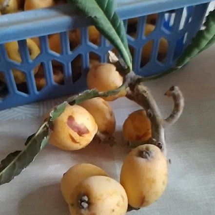 Photo of the plant species Japanese Medlar by @FirstBonsi51 named Peter Parker on Greg, the plant care app