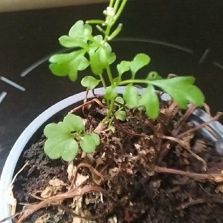 Photo of the plant species Wavy Bittercress by @FirstBonsi51 named Tolkien on Greg, the plant care app