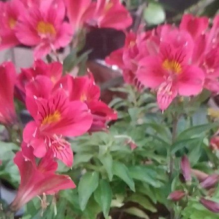 Photo of the plant species Peruvian-Lily by @FirstBonsi51 named Lebron on Greg, the plant care app