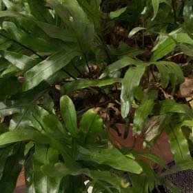Photo of the plant species Monarch Fern by @PoisedMakura38 named Sproutacus on Greg, the plant care app