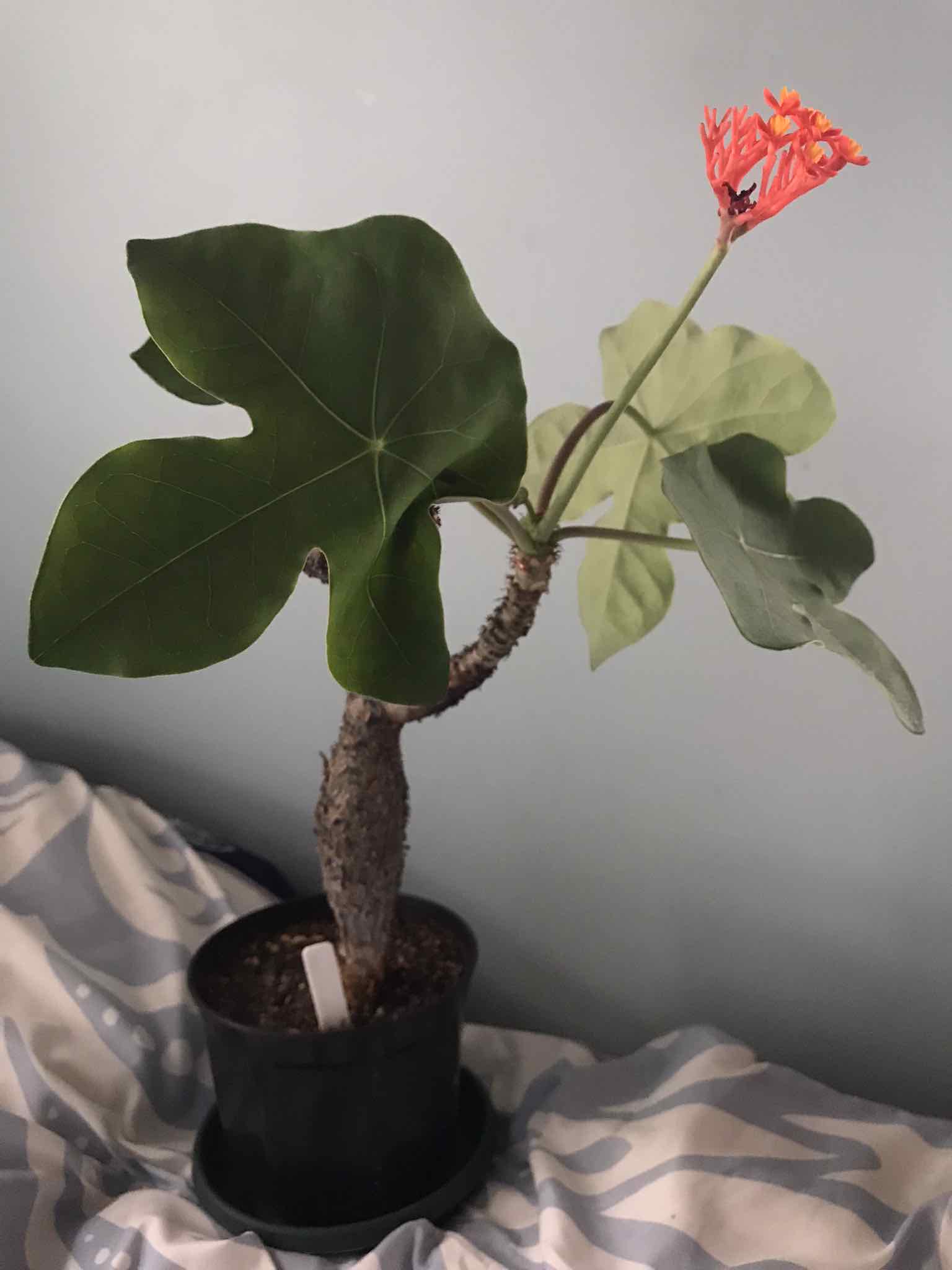 Buddha Belly Plant in a pot with a visible flower and large green leaves.