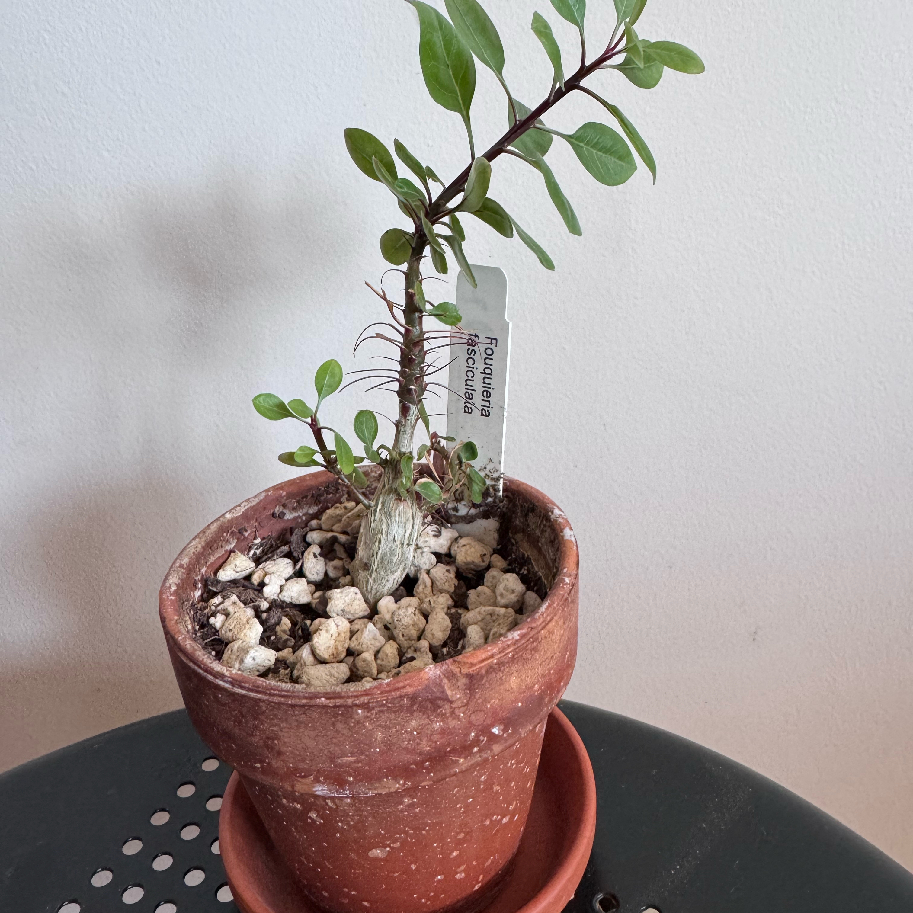 Photo of the plant species Fouquieria fasciculata by @baobab_zig named Fouquieria fasciculata on Greg, the plant care app