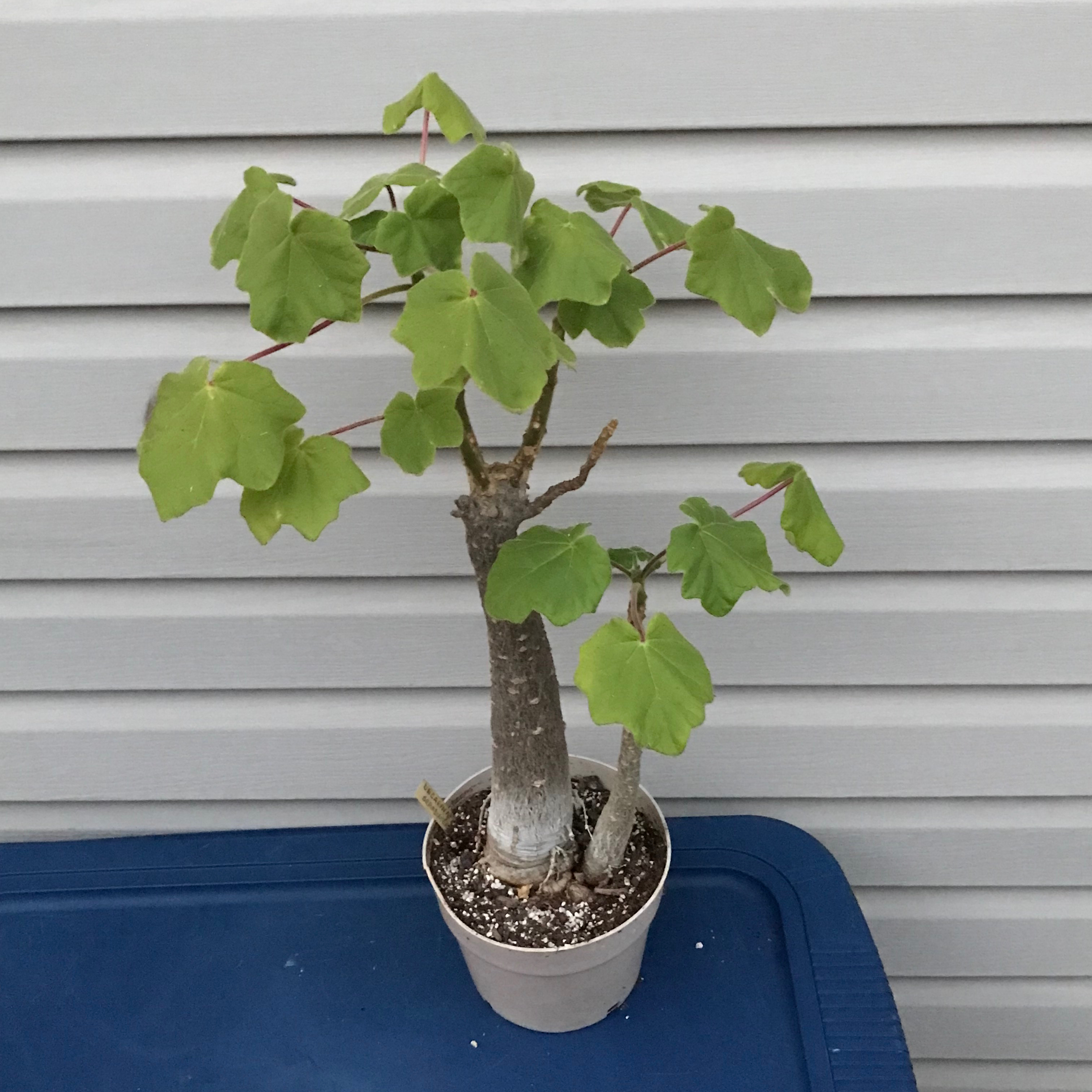 Photo of the plant species Uncarina grandidieri by @baobab_zig named Uncarina grandidieri on Greg, the plant care app