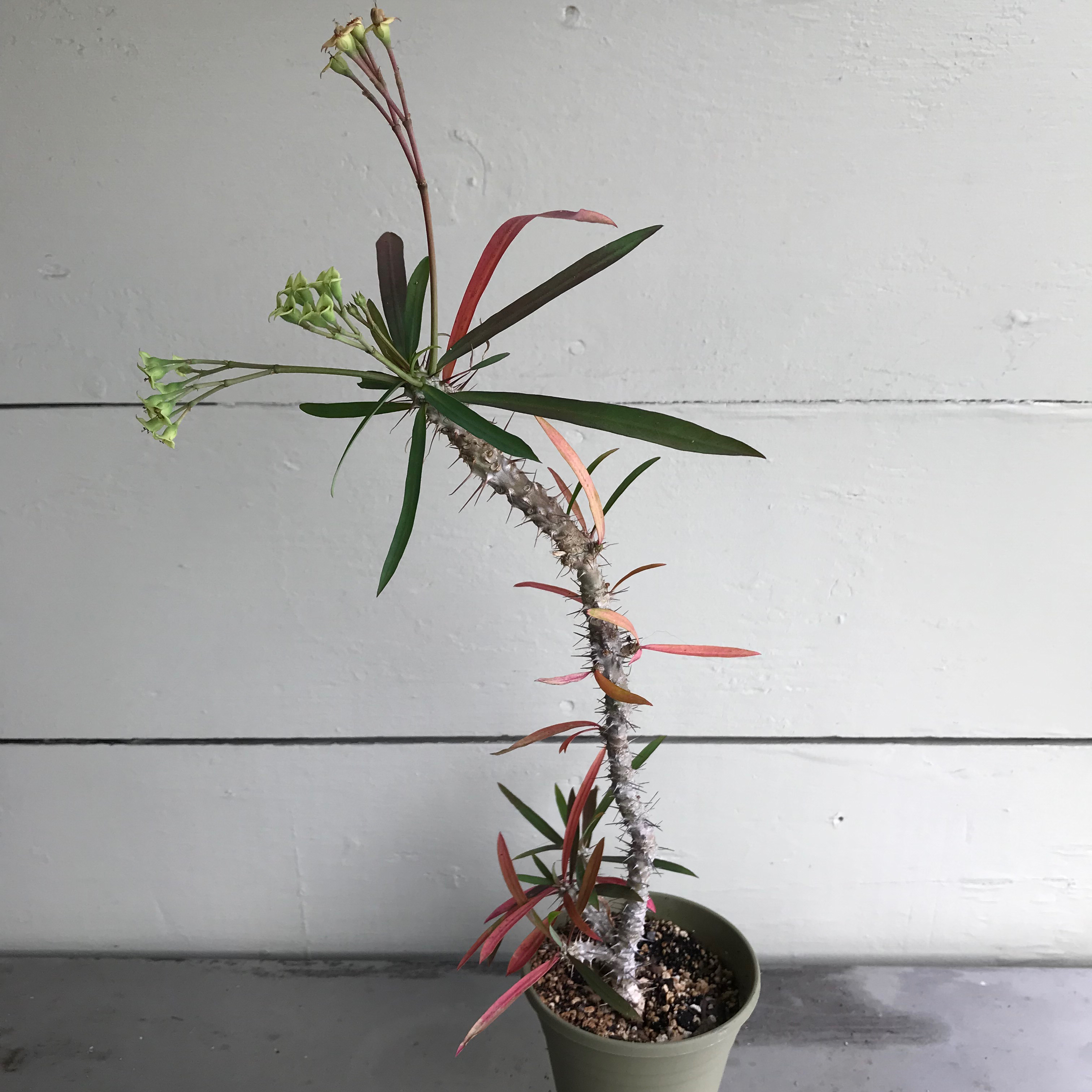 Photo of the plant species Euphorbia mahafalensis by @baobab_zig named Euphorbia mahafalensis in greenish pot on Greg, the plant care app