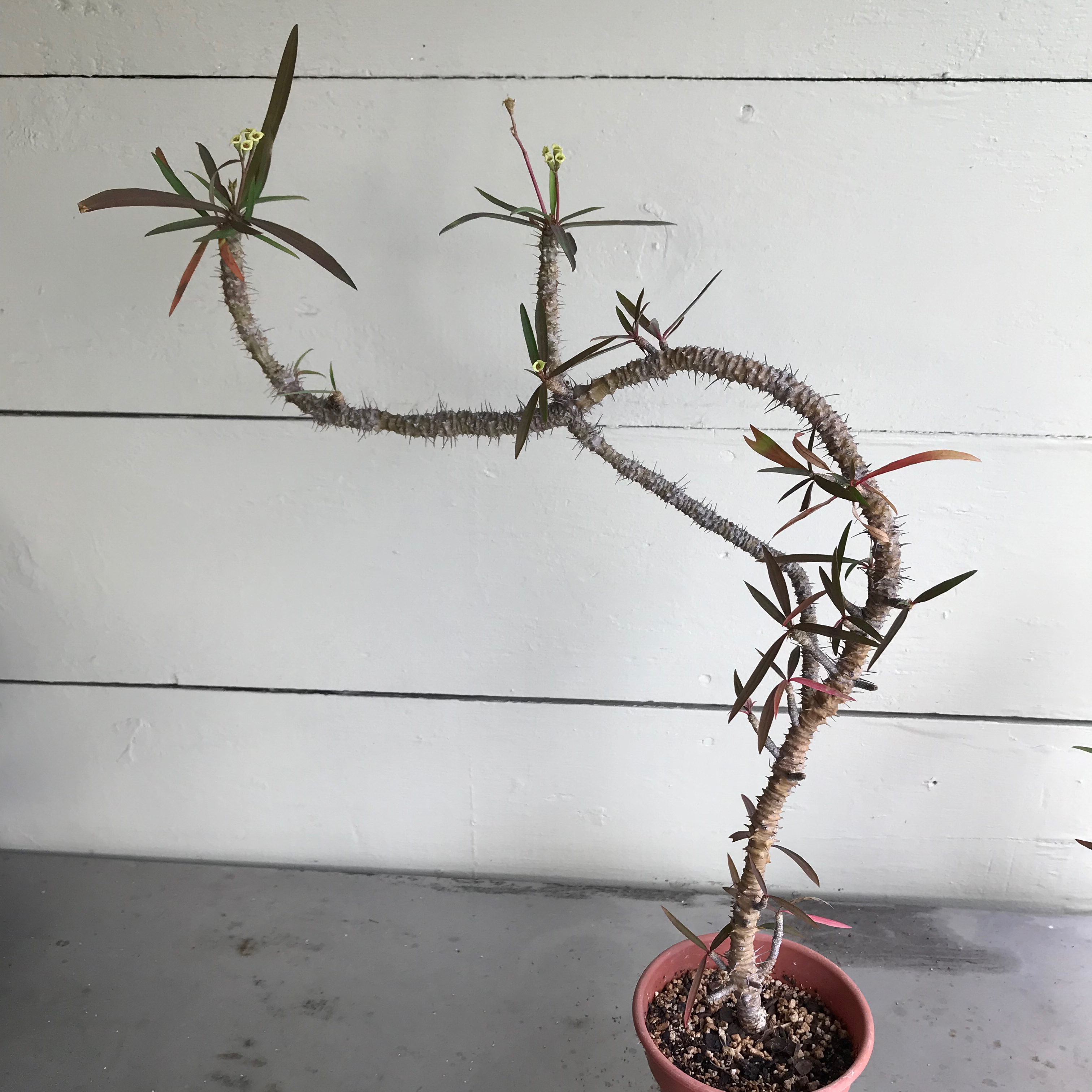 Photo of the plant species Euphorbia mahafalensis by @baobab_zig named Euphorbia mahafalensis in red pot on Greg, the plant care app