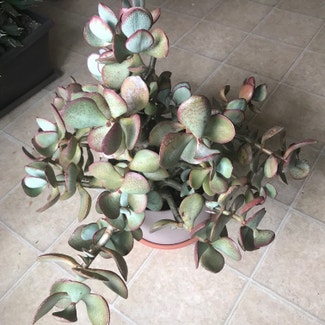 Silver Jade Plant plant in Chicago, Illinois