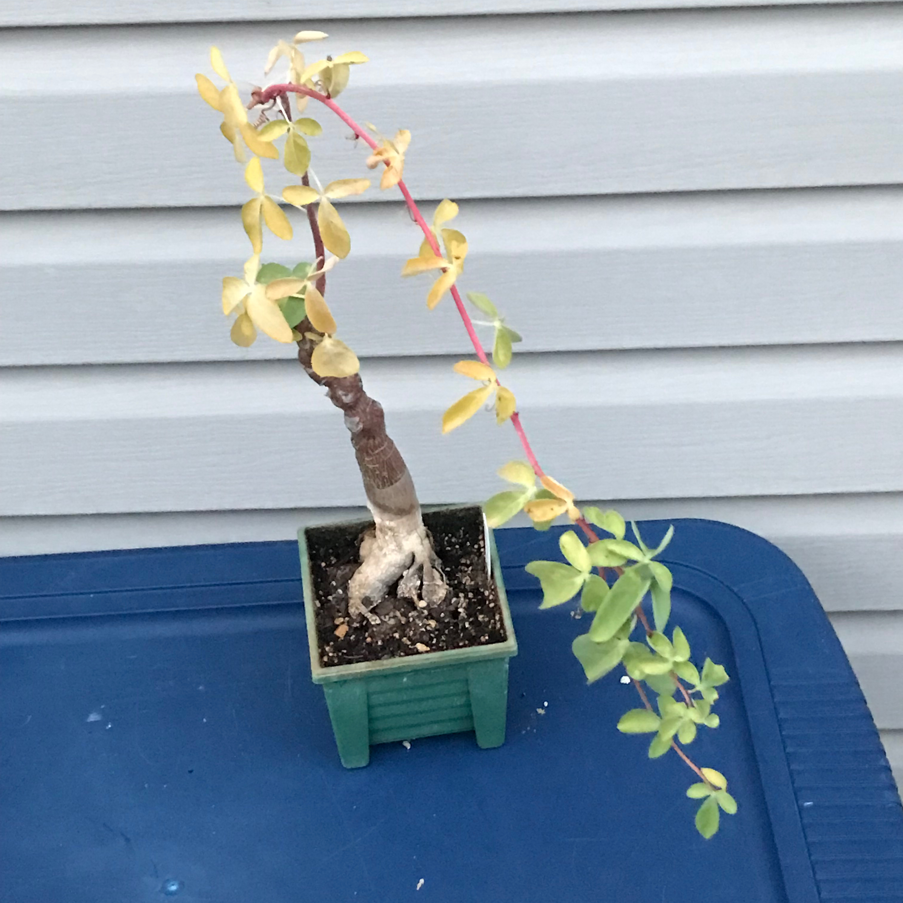 Photo of the plant species Adenia fruticosa by @baobab_zig named Adenia fruticosa on Greg, the plant care app