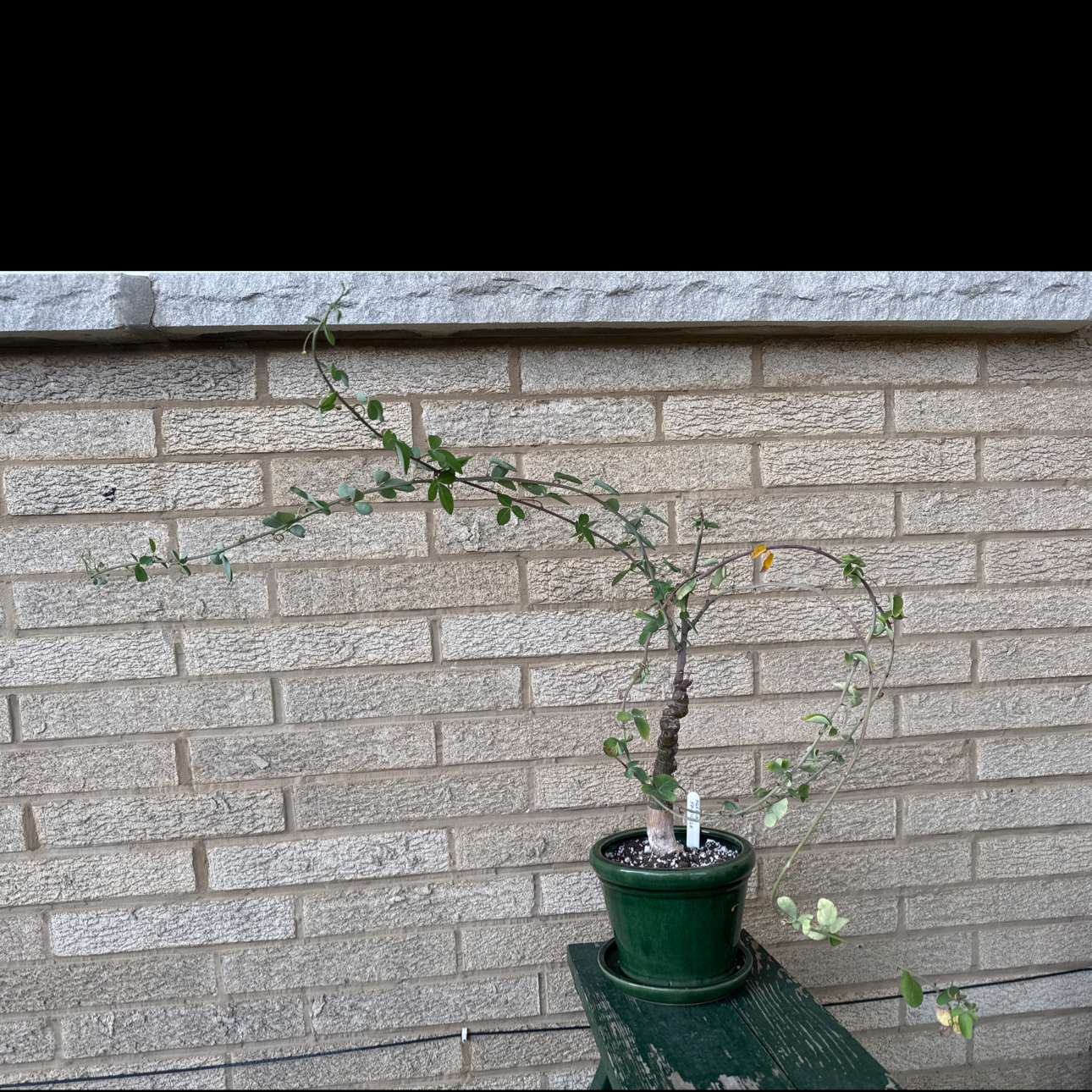 Photo of the plant species Adenia fruticosa by @baobab_zig named Adenia fruticosa on Greg, the plant care app
