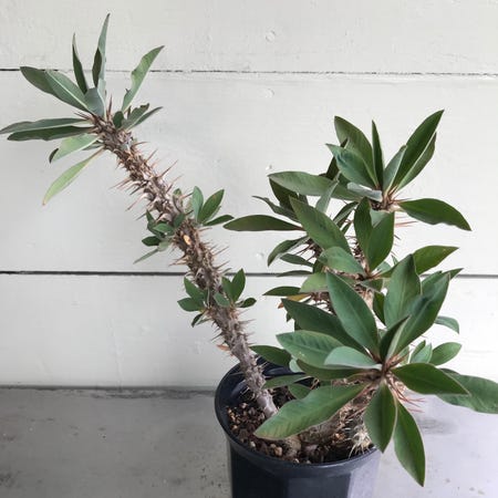 Photo of the plant species Euphorbia didiereoides by @baobab_zig named Euphorbia didieroides branched in black pot on Greg, the plant care app