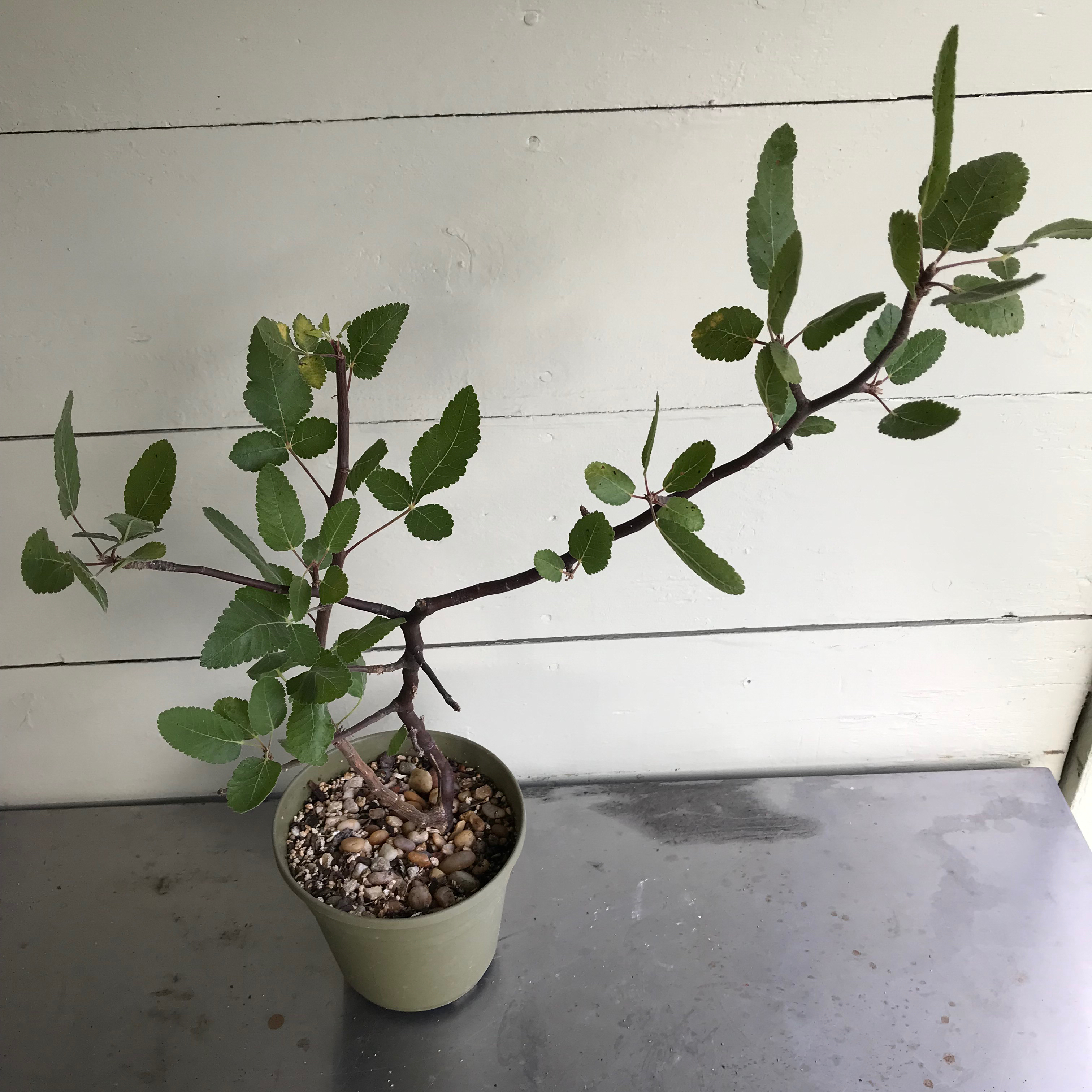Photo of the plant species Bursera Hindsiana by @baobab_zig named Bursera hindsiana in greenish pot on Greg, the plant care app