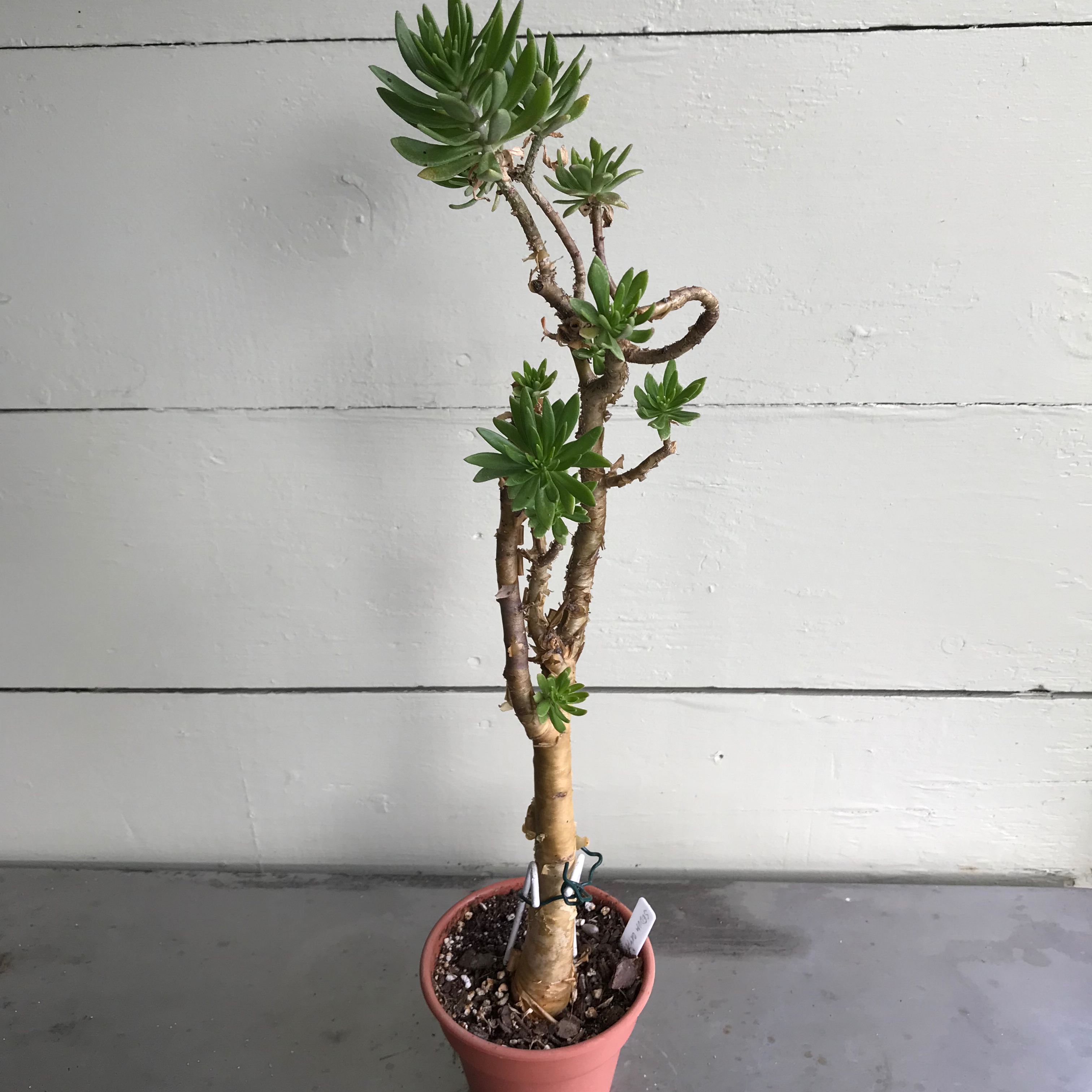 Photo of the plant species Sedum oxypetalum by @baobab_zig named Sedum oxypetalum on Greg, the plant care app