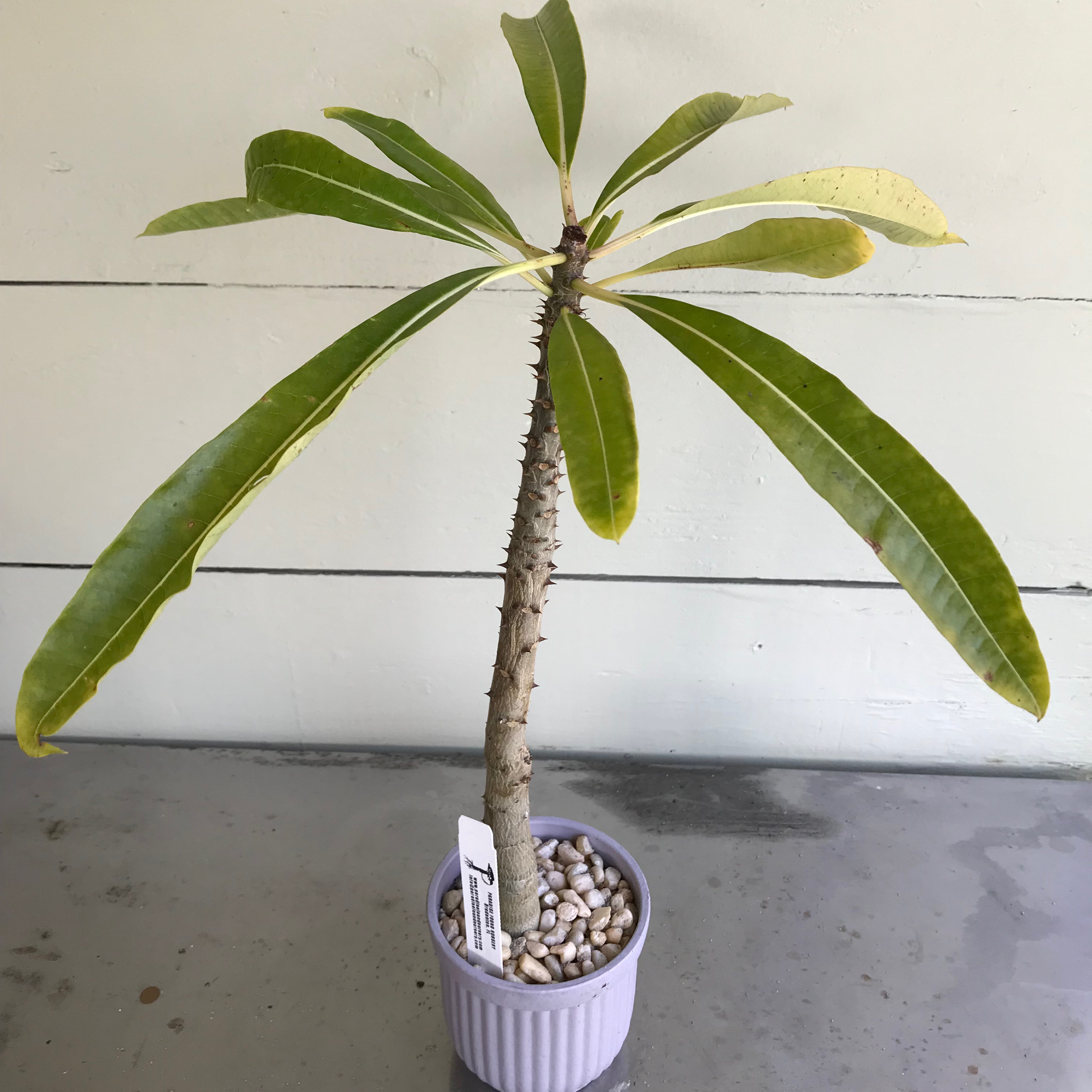 Photo of the plant species Pachypodium rutenbergianum var. meridionale by @baobab_zig named Pachypodium rutenbergianum v. meridionale on Greg, the plant care app