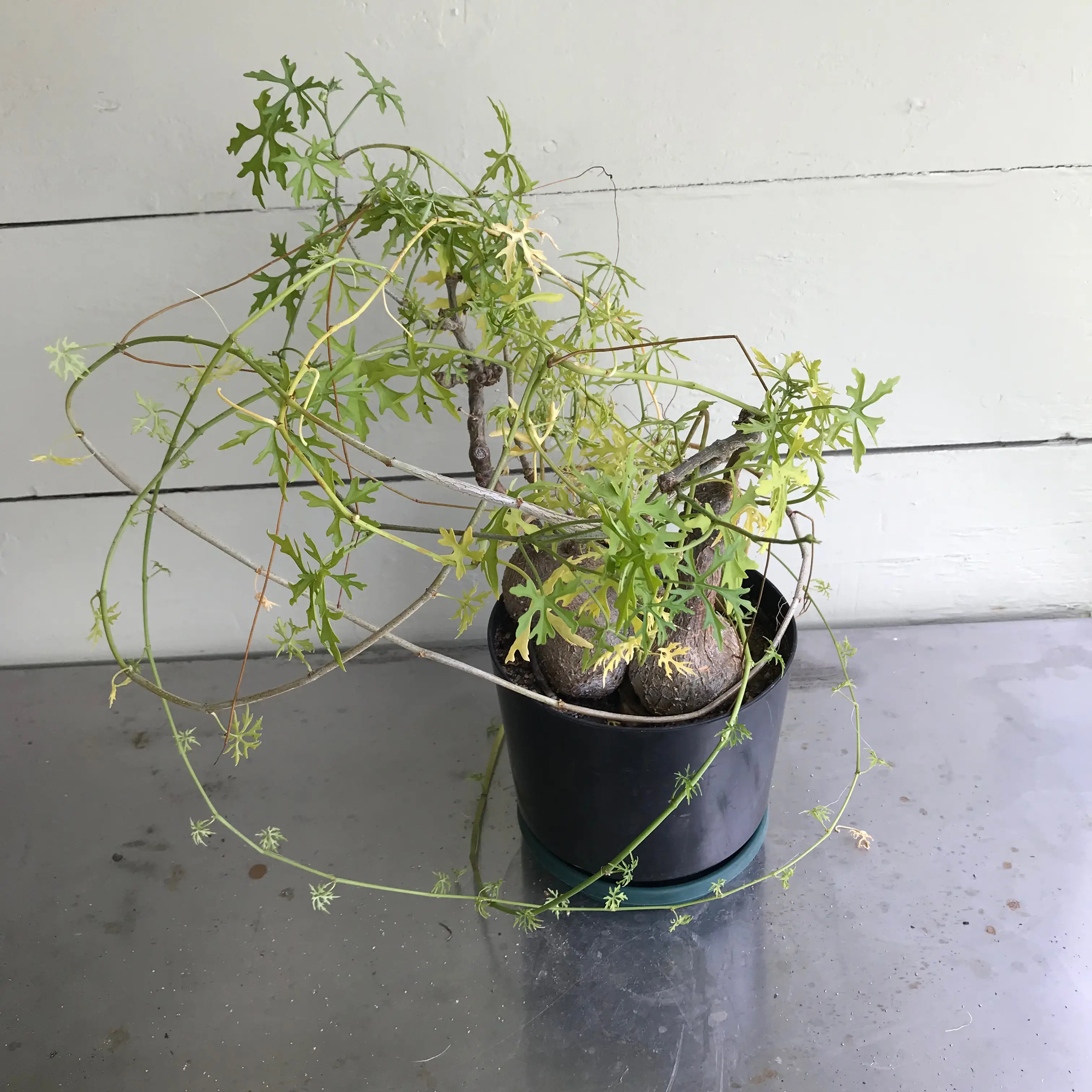 Photo of the plant species Cissus tiliacea by @baobab_zig named Cissus tuberosa large on Greg, the plant care app