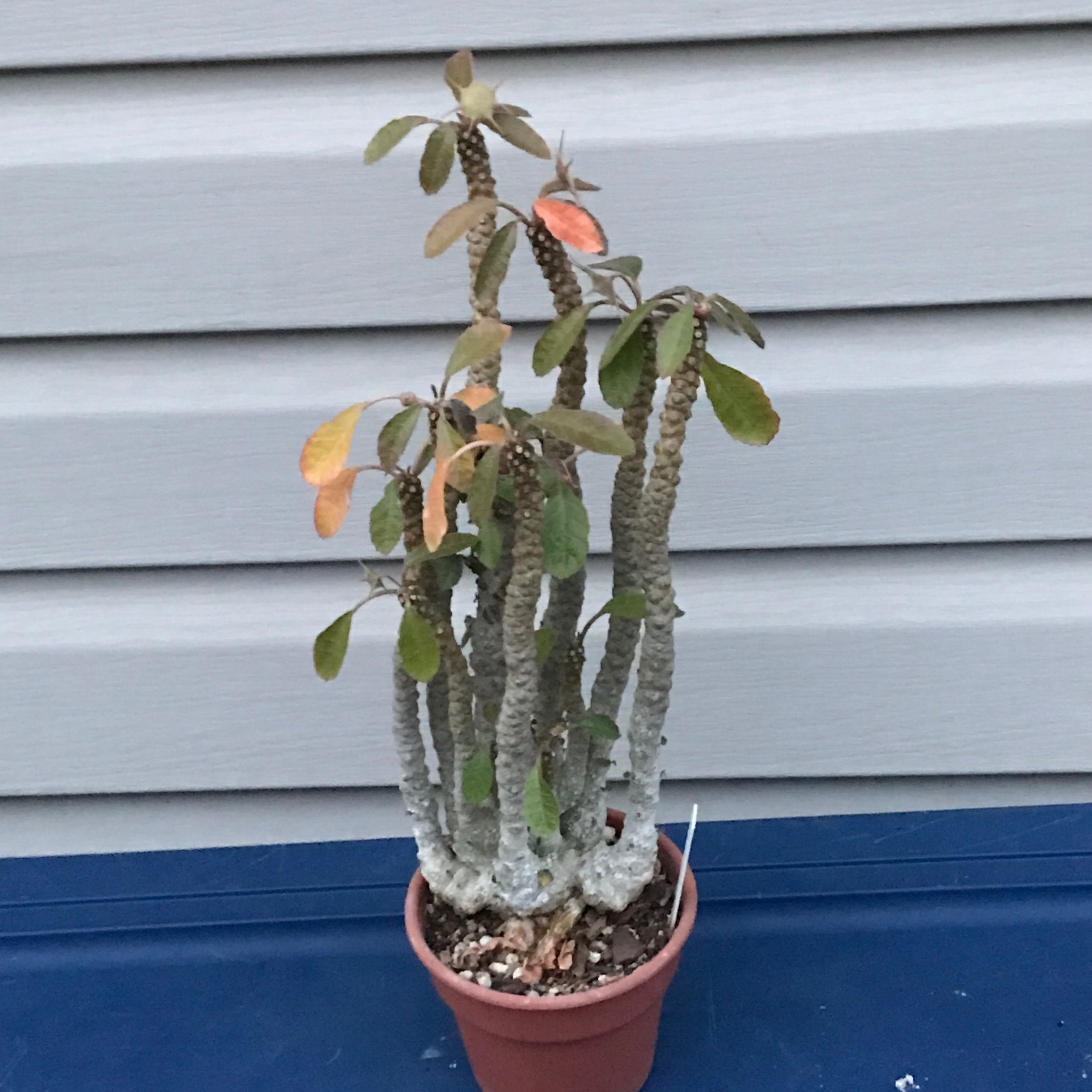 Dorstenia foetida plant photo by @baobab_zig named Dorstenia foetida large on Greg, the plant care app.